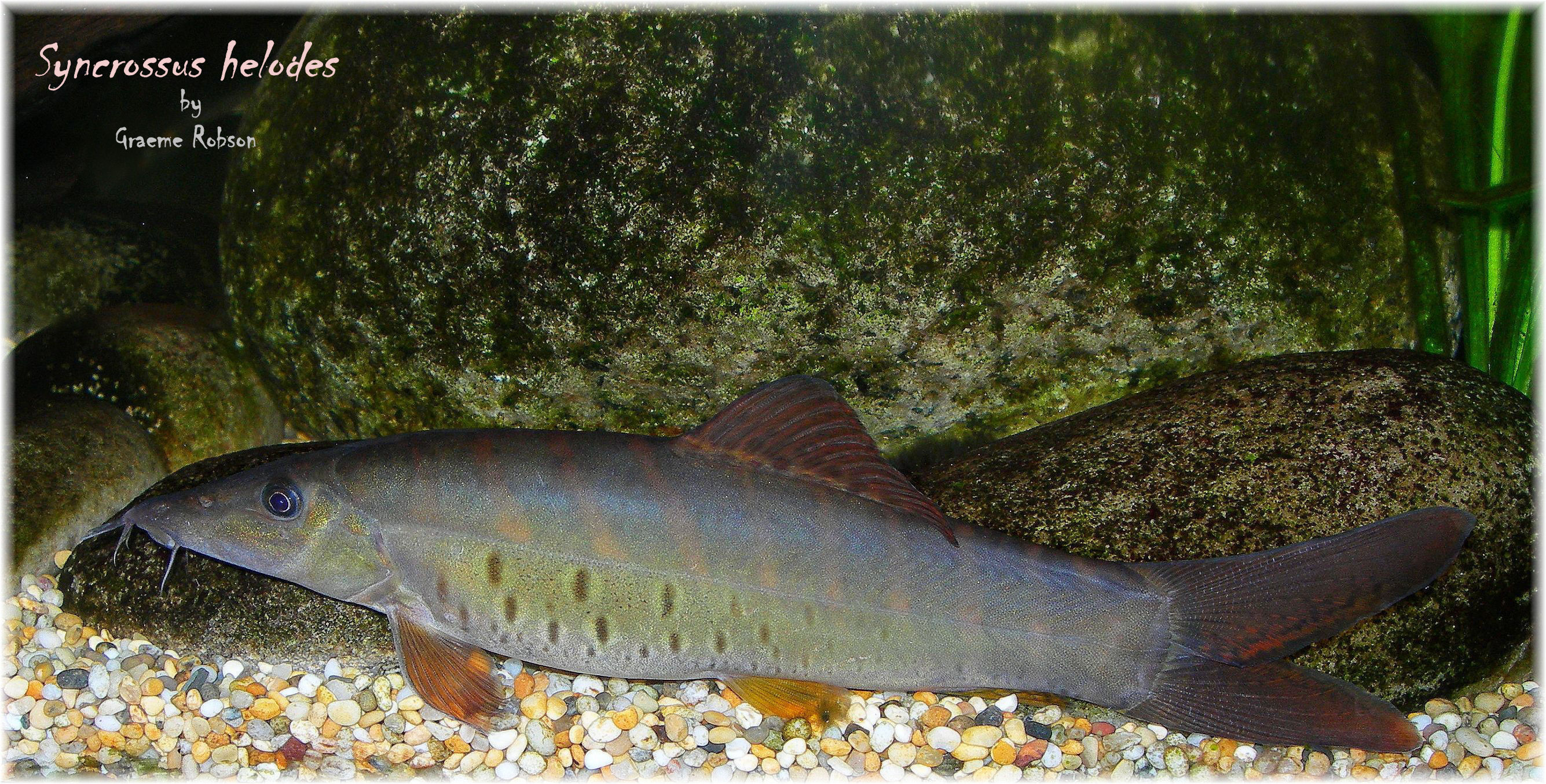 Syncrossus helodes