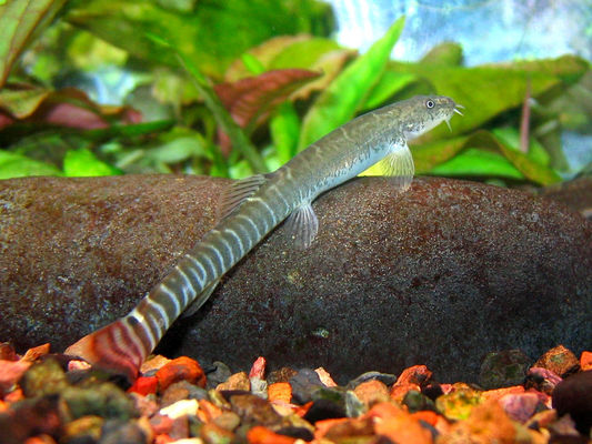 Aborichthys elongatus