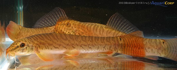 Acanthocobitis rubidipinnis Acanthocobitis rubidipinnis