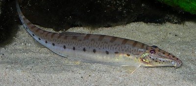 Acantopsis choirorhynchus Acantopsis choirorhynchus