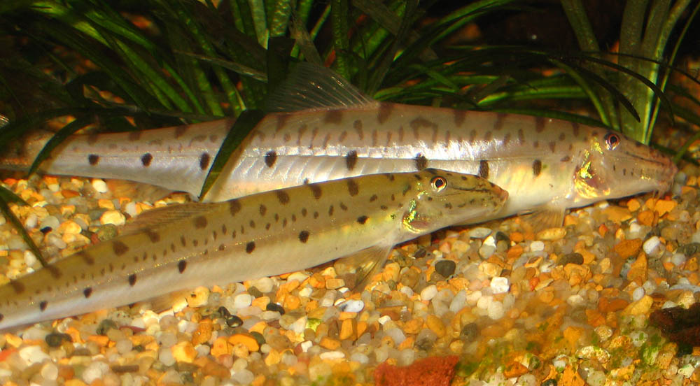 Acantopsis choirorhynchus - gravid female in background