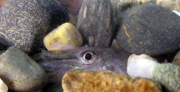 Acantopsis choirorhynchus - peering out from the substrate