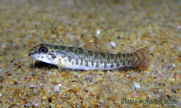 Acanthocobitis botia - juvenile