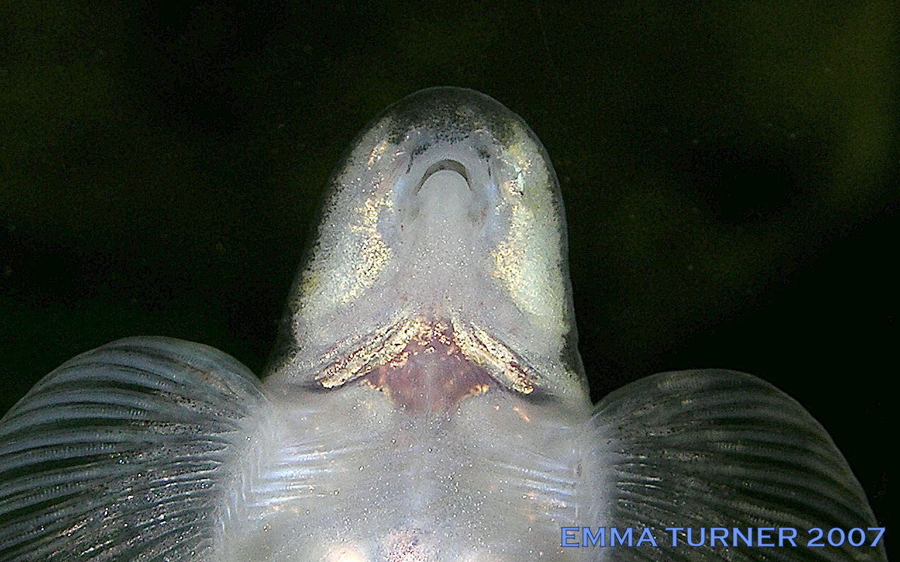 Annamia unknown01 - underside mouth detail