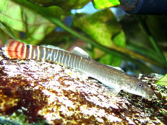 Aborichthys elongatus - Newly imported female