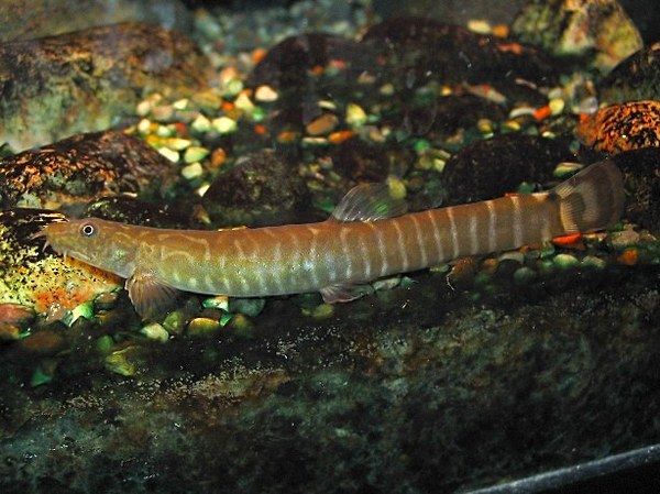 Aborichthys elongatus - Well Fed Female
