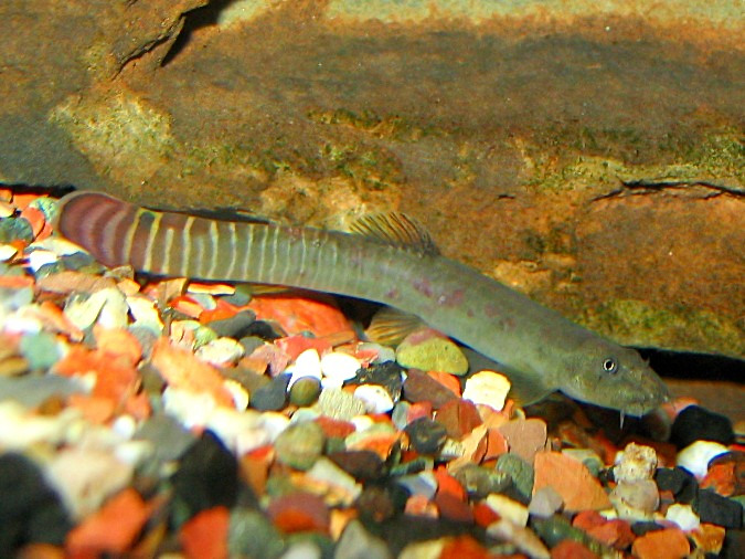Aborichthys elongatus - Somewhat worse for wear male after fighting