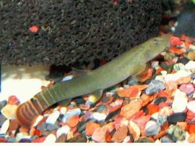 Aborichthys elongatus - Male digging hole in gravel (note red piece in mouth)