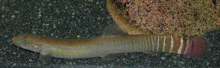 Aborichthys elongatus