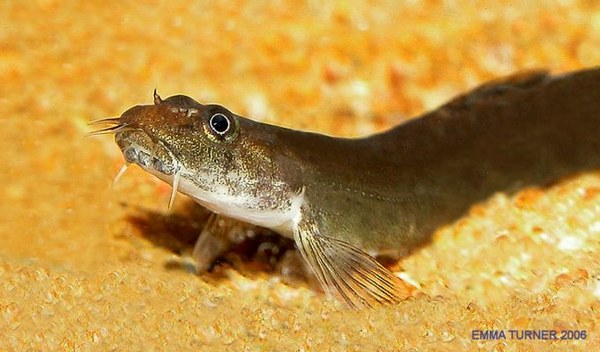 Aborichthys elongatus - Close-up