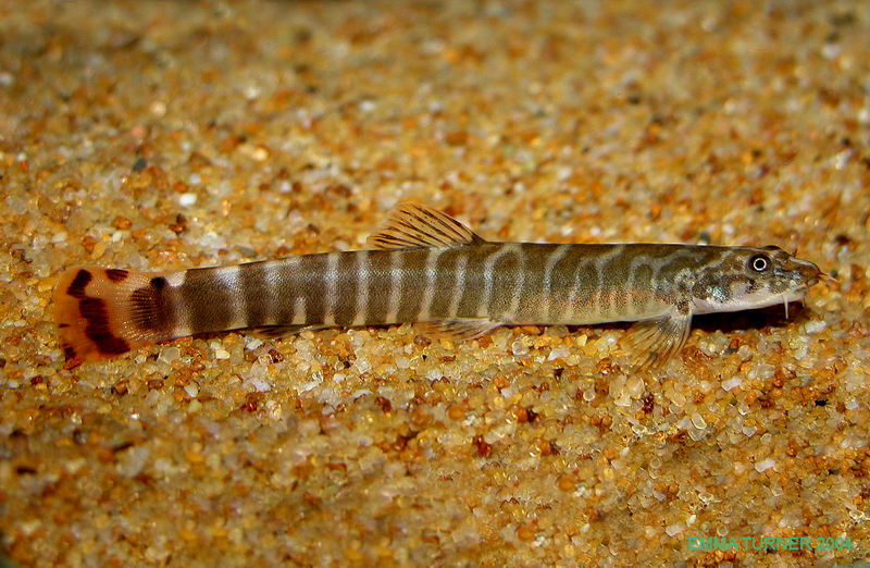 Aborichthys elongatus