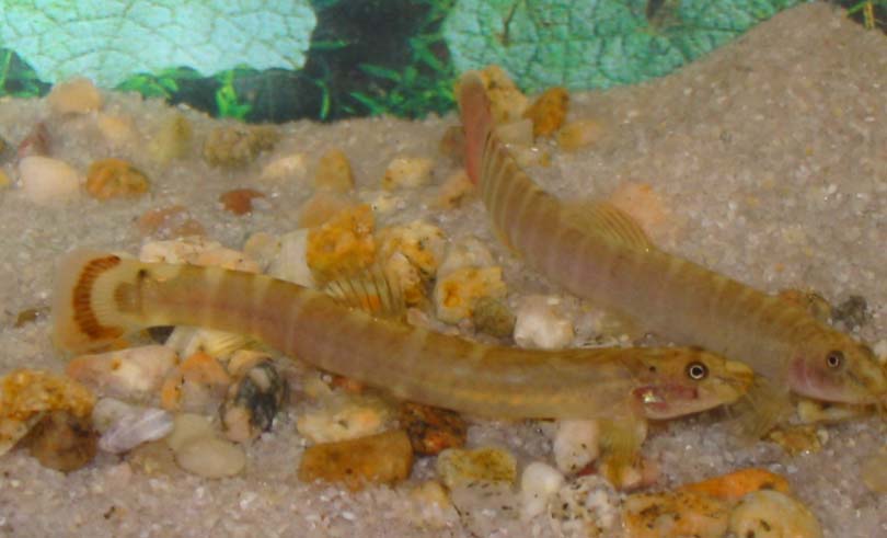 Aborichthys elongatus