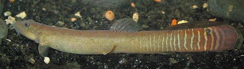 Aborichthys elongatus, male