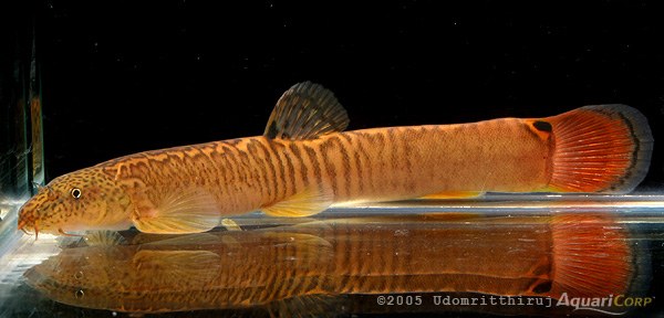Aborichthys kempi Aborichthys kempi