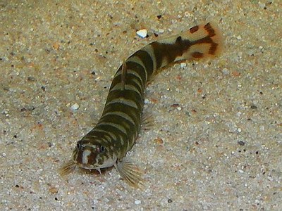 Aborichthys unknown01 Aborichthys unknown01