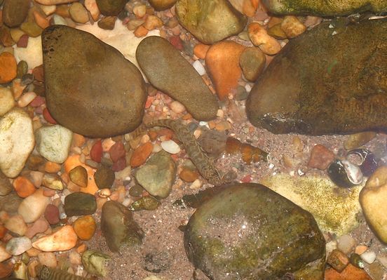 Acanthocobitis botia in nature. Reli River, West Bengal, India