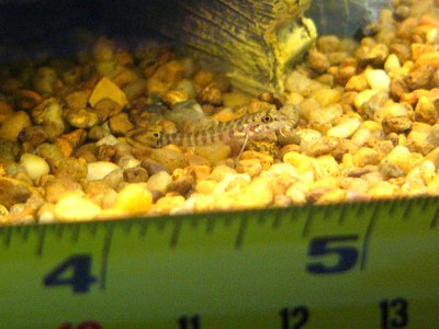 Acanthocobitis botia - Baby with measure