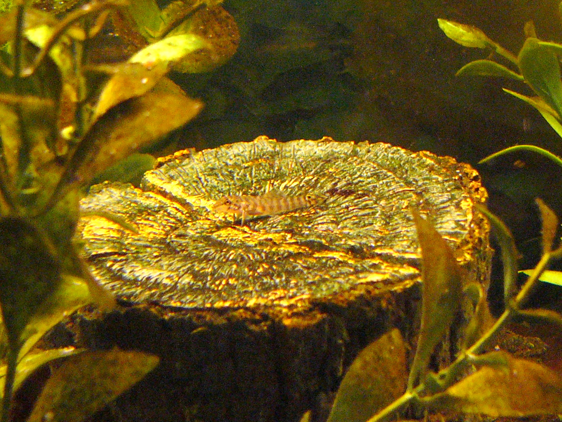 Acanthocobitis botia - Baby on 3.5" diameter log surface.