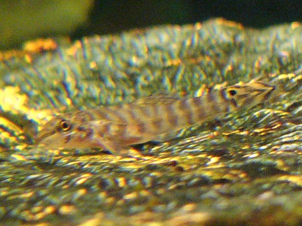 Acanthocobitis botia - Closeup of baby.