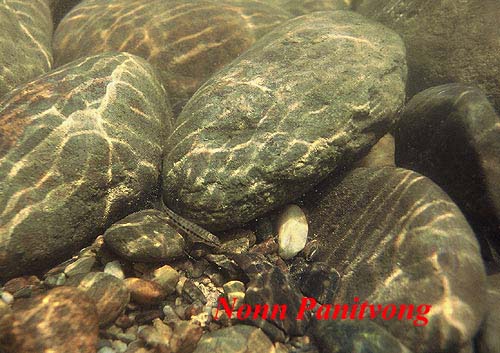 Acanthocobitis zonalterans -In natural stream