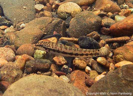 Acanthocobitis zonalterans -In natural stream