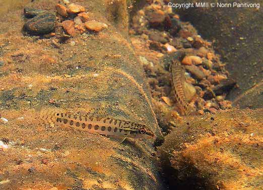 Acanthocobitis zonalterans -In natural stream