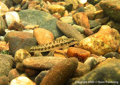 Acanthocobitis zonalterans -In natural stream