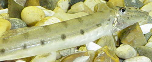 Acantopsis choirorhynchus