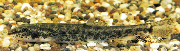 Barbatula barbatula - caught from Pegnitz, a small German rivulet.
