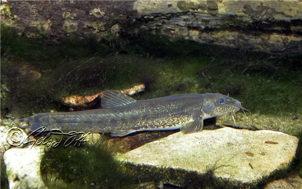 Barbatula barbatula - underwater photo taken in a tributary of the River Danube, Austria.