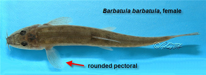 Barbatula barbatula - female