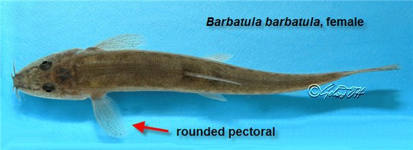 Barbatula barbatula - female