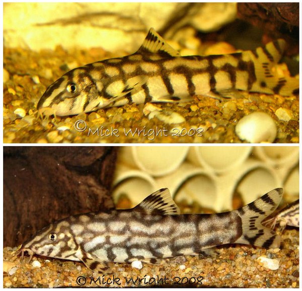 Botia almorhae - unusually marked specimen, bottom photo taken 6 months after the top photo