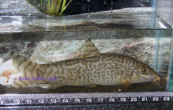 Botia almorhae - large adult