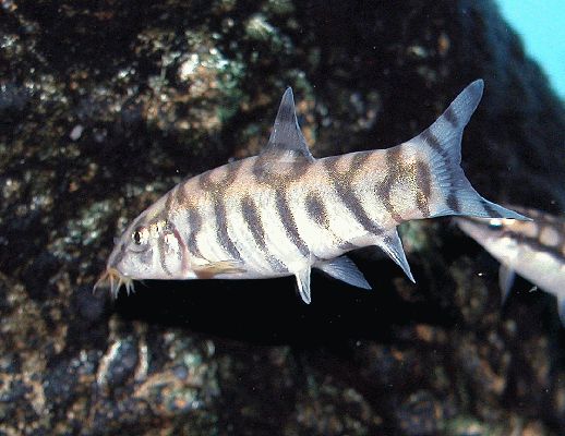 Botia almorhae - young specimen showing the Y-O-Y-O pattern