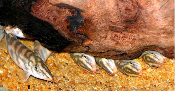 Botia almorhae group, resting under bogwood