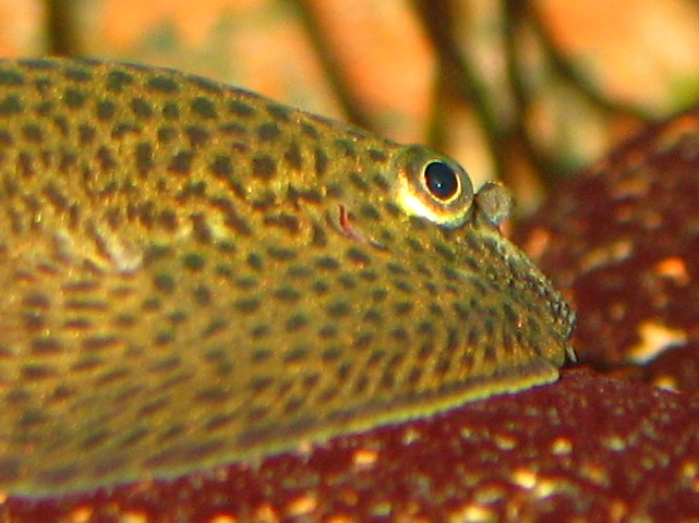 Beaufortia kweichowensis - closeup