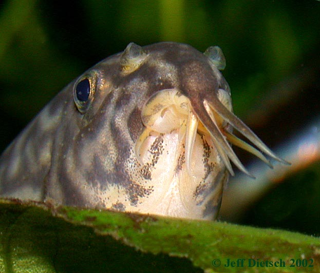 Botia almorhae - Mouth closeup