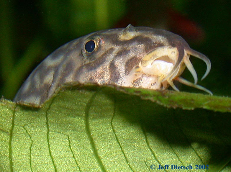Botia almorhae - Mouth closeup