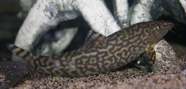Botia almorhae - Adult with reticulated markings
