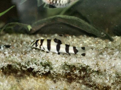 Botia histronica, juvenile