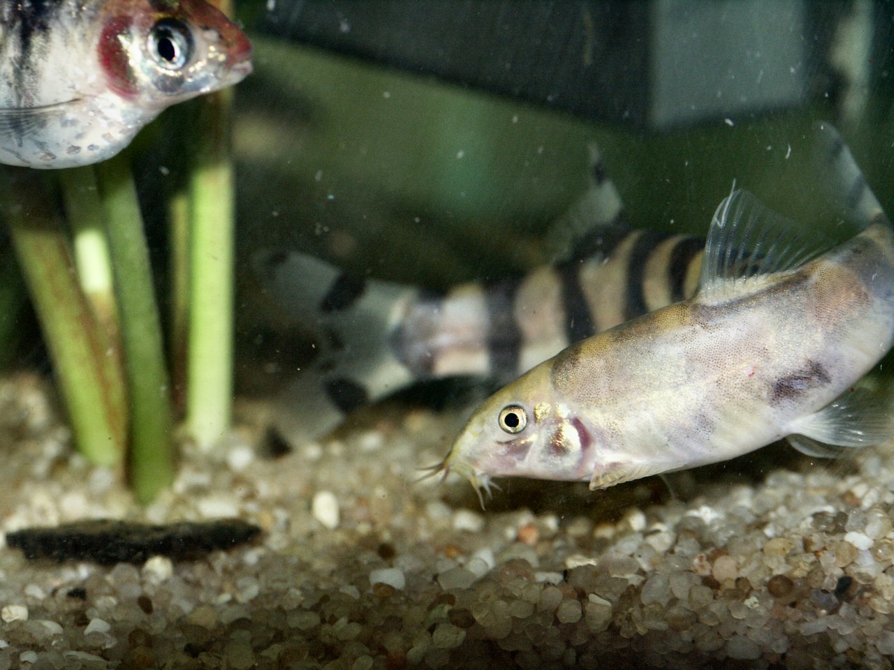 Botia histronica - Two fighting. Front fish is "grayed out"