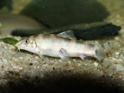 Botia histronica - Fish showing damage on side after fight. Probably caused by suborbital spines.