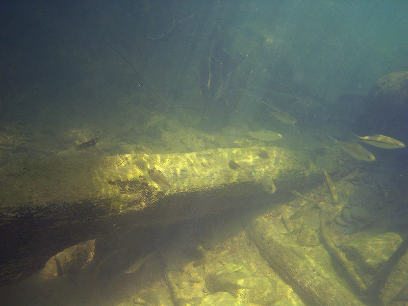 Botia kubotai, natural environment. Note B. kubotai on left.