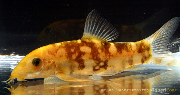 Botia kubotai - Leucistic colour morph