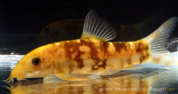 Botia kubotai - Leucistic colour morph