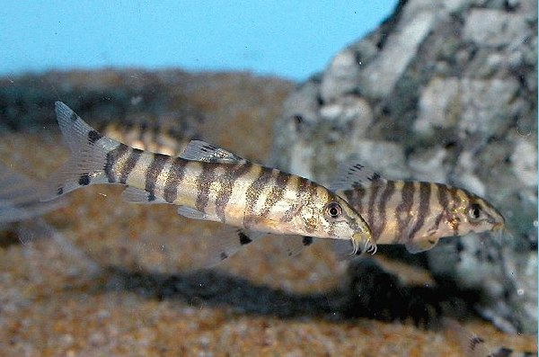 Botia rostrata Botia rostrata