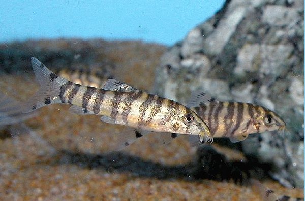 Botia rostrata