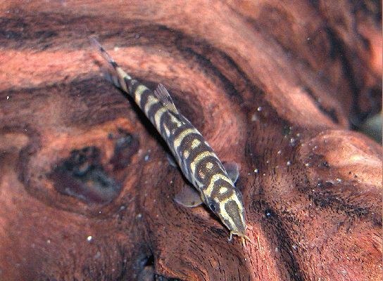 Botia rostrata, top view