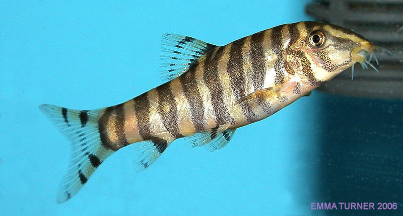 Botia rostrata